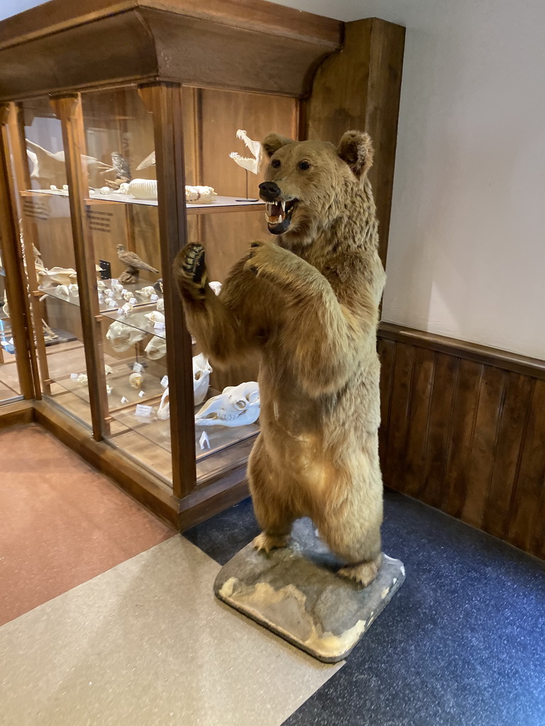 Stuffed Bear at the Honderdduizend Dierenhuis building at the DierenPark Amersfoort zoo