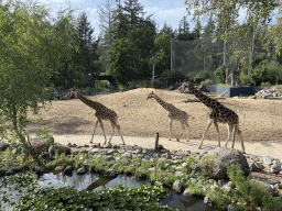 Giraffes at the DierenPark Amersfoort zoo