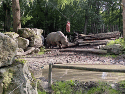 Indian Rhinoceroses at the DierenPark Amersfoort zoo