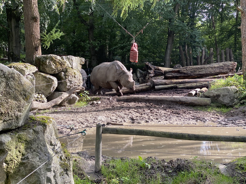 Indian Rhinoceroses at the DierenPark Amersfoort zoo