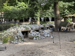 African Penguins at the DierenPark Amersfoort zoo