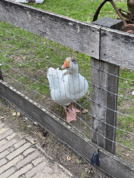 Goose at the petting zoo at the DierenPark Amersfoort zoo