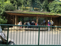 The Chimpanzee enclosure at the DierenPark Amersfoort zoo, viewed from the tourist train