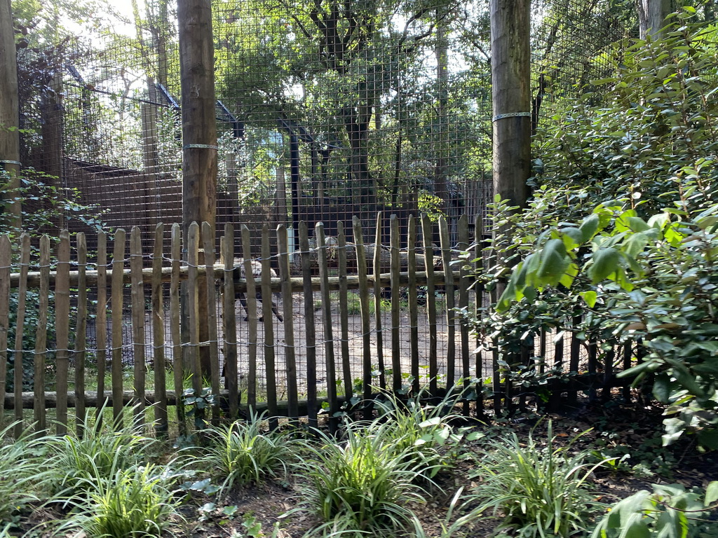 Spotted Hyena at the DierenPark Amersfoort zoo, viewed from the tourist train