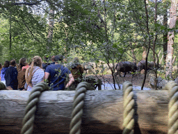 Indian Rhinoceroses at the DierenPark Amersfoort zoo, viewed from the tourist train