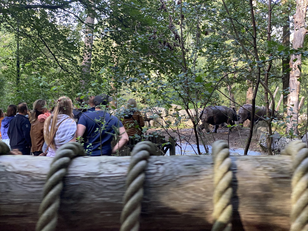 Indian Rhinoceroses at the DierenPark Amersfoort zoo, viewed from the tourist train