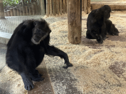 Chimpanzees at the DierenPark Amersfoort zoo