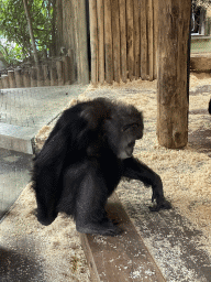 Chimpanzee at the DierenPark Amersfoort zoo