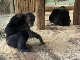 Chimpanzees at the DierenPark Amersfoort zoo