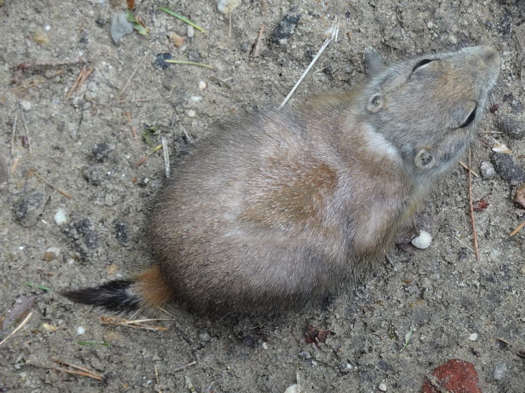 Prairie Dog at the DierenPark Amersfoort zoo