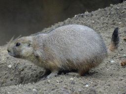 Prairie Dog at the DierenPark Amersfoort zoo