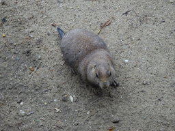 Prairie Dog at the DierenPark Amersfoort zoo