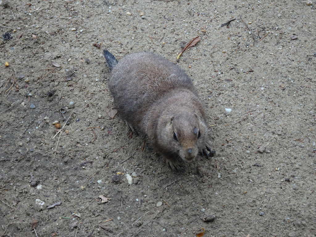 Prairie Dog at the DierenPark Amersfoort zoo