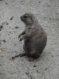 Prairie Dog at the DierenPark Amersfoort zoo