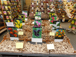 amsterdam_10_086 - 425 kb - 1024x768 - Flower bulbs at a flower stall of the Bloemenmarkt at the Singel canal Flower bulbs at a flower stall of the Bloemenmarkt at the Singel canal