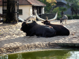 Ankole-Watusi Cattle and Donkeys at the Royal Artis Zoo