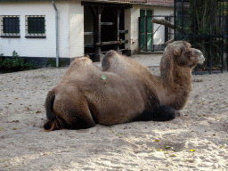 Camel at the Royal Artis Zoo