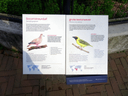 Explanation on the Soccoro Dove and the Black-headed Weaver at the Royal Artis Zoo