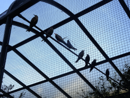 Inca Terns at the Royal Artis Zoo
