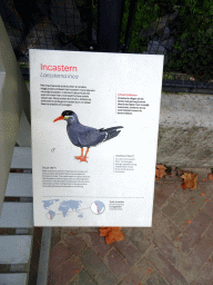 Explanation on the Inca Tern at the Royal Artis Zoo