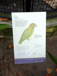 Explanation on the Kea at the Royal Artis Zoo