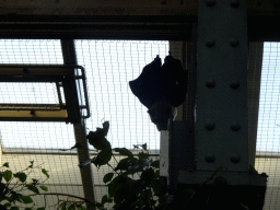 Rodrigues Flying Fox at the Forest House at the Royal Artis Zoo