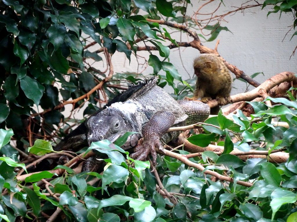 Lizard and Pygmy Marmoset at the Forest House at the Royal Artis Zoo