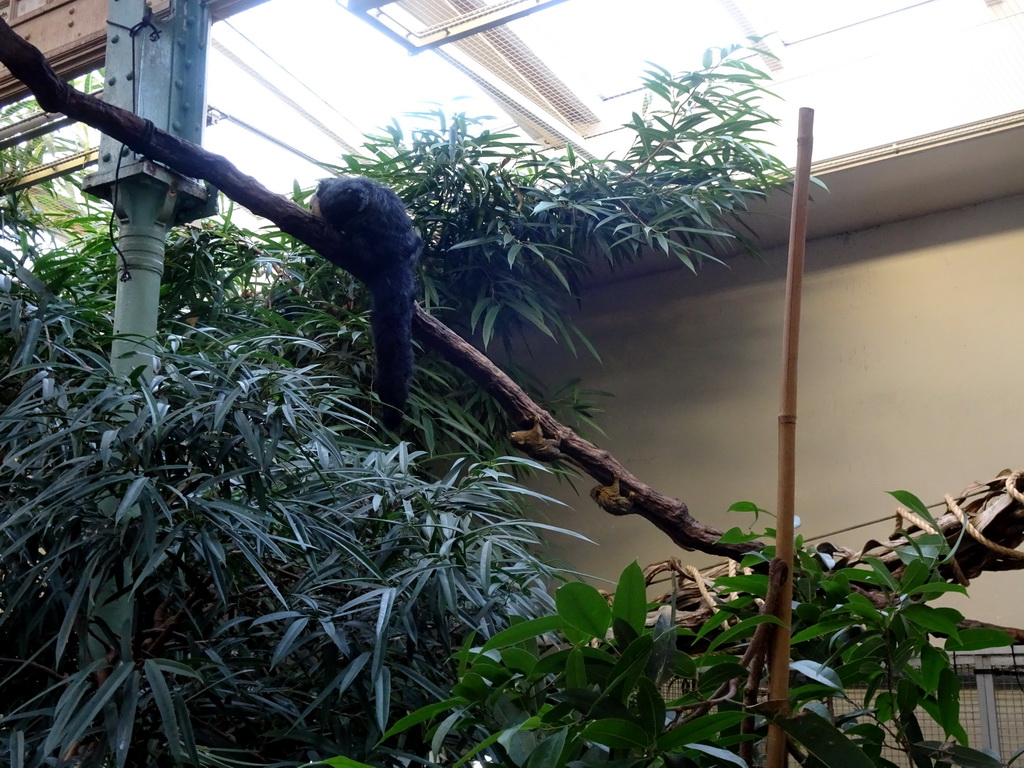 White-faced Saki and Pygmy Marmosets at the Forest House at the Royal Artis Zoo