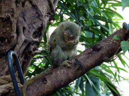 Pygmy Marmoset at the Forest House at the Royal Artis Zoo