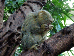 Pygmy Marmoset at the Forest House at the Royal Artis Zoo