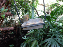 Pygmy Marmoset at the Forest House at the Royal Artis Zoo