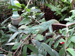 Lizard at the Forest House at the Royal Artis Zoo