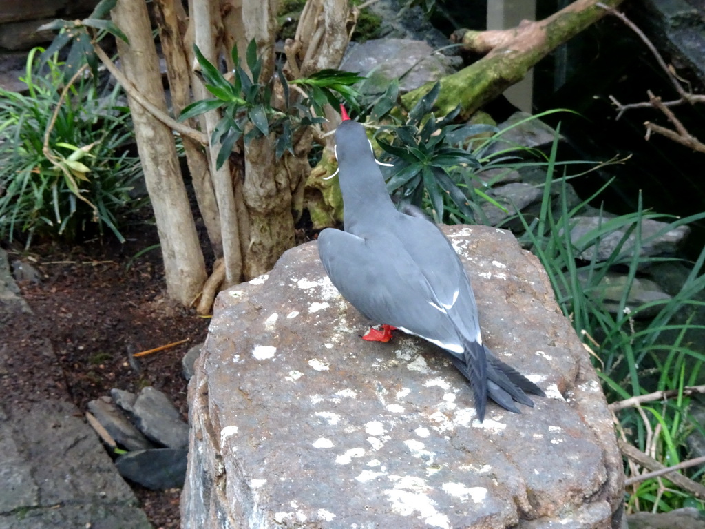 Inca Tern at the Bird House at the Artis Zoo
