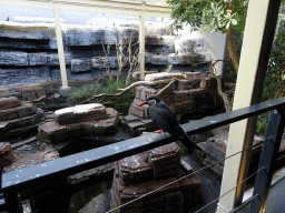 Inca Tern at the Bird House at the Artis Zoo