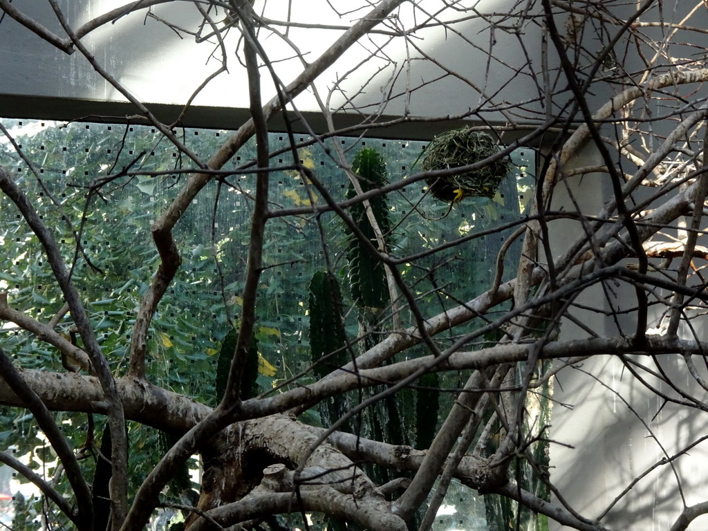 Cactuses and trees at the Bird House at the Artis Zoo