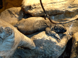 Chuckwalla at the Reptile House at the Royal Artis Zoo