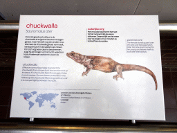 Explanation on the Chuckwalla at the Reptile House at the Royal Artis Zoo