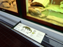 Komodo Dragon at the Reptile House at the Royal Artis Zoo, with explanation