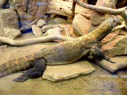 Komodo Dragon at the Reptile House at the Royal Artis Zoo