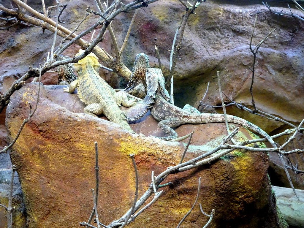 Frilled Lizards at the Reptile House at the Royal Artis Zoo