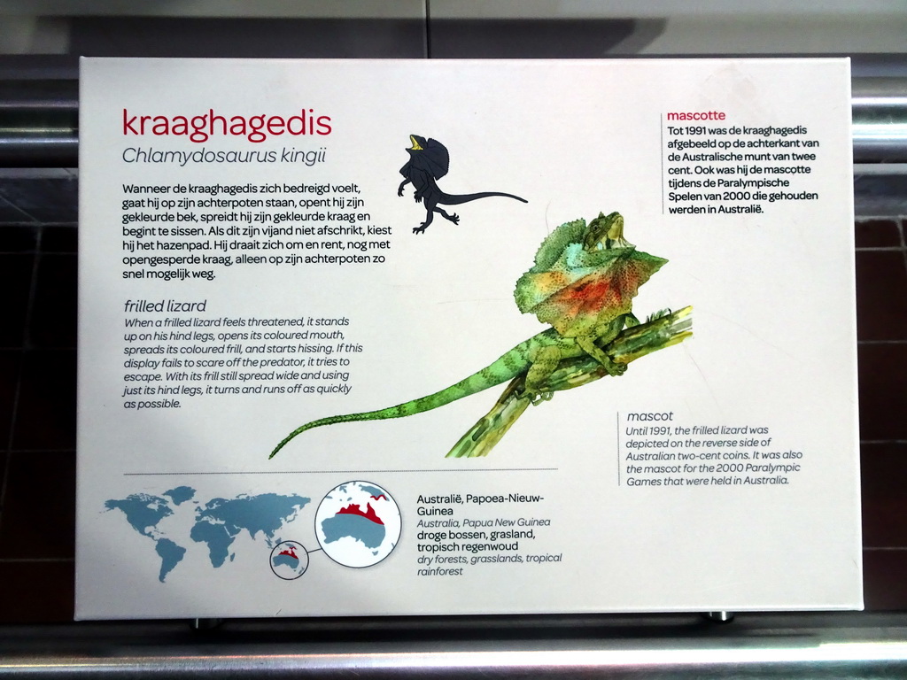 Explanation on the Frilled Lizard at the Reptile House at the Royal Artis Zoo