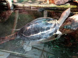 Malaysian Painted Terrapin at the Reptile House at the Royal Artis Zoo