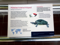 Explanation on the Malaysian Painted Terrapin at the Reptile House at the Royal Artis Zoo