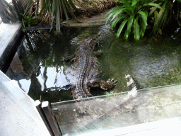 False Gharial at the Reptile House at the Royal Artis Zoo