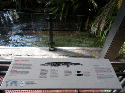 False Gharial at the Reptile House at the Royal Artis Zoo, with explanation