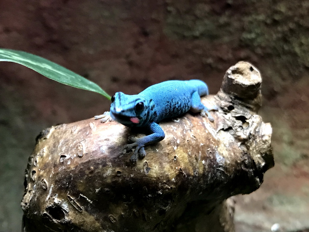 Turquoise Dwarf Gecko at the Reptile House at the Royal Artis Zoo