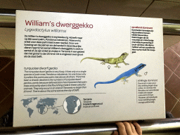 Turquoise Dwarf Gecko at the Reptile House at the Royal Artis Zoo, with explanation