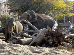 Asian Elephants at the Royal Artis Zoo