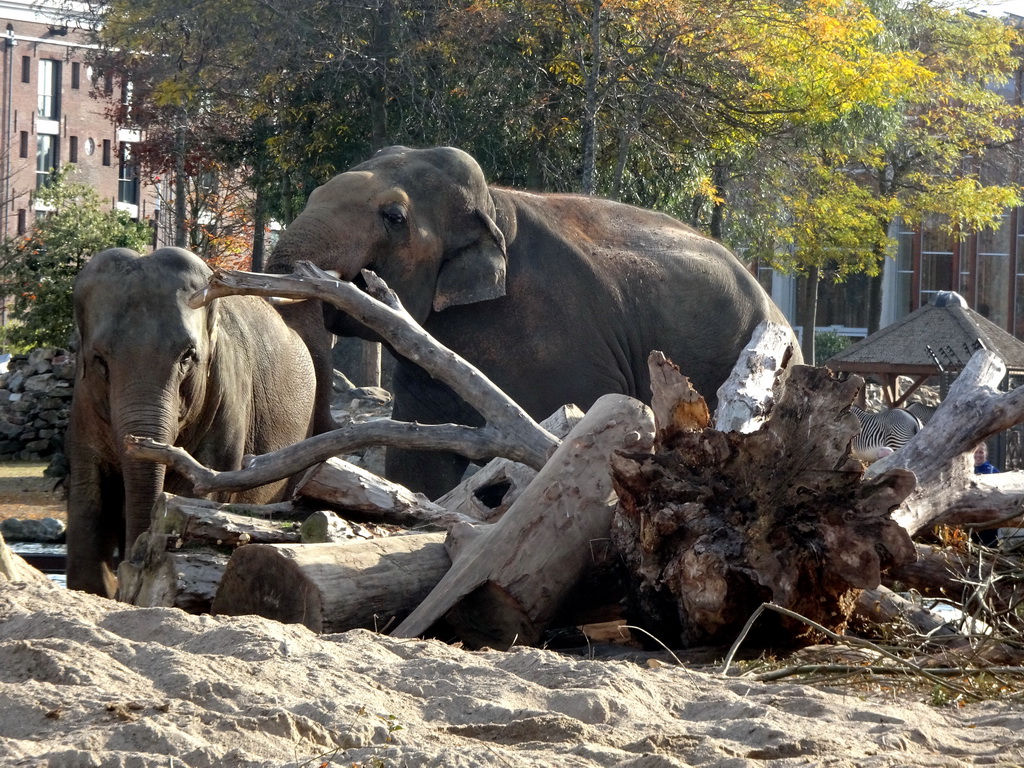 Asian Elephants at the Royal Artis Zoo