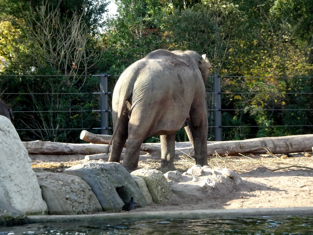Asian Elephant at the Royal Artis Zoo